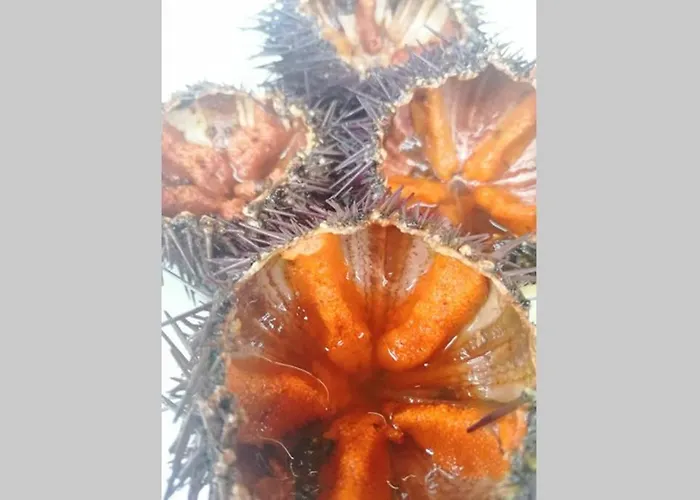 El Poblet 36 펜션 *